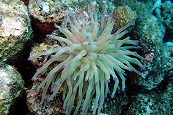 coral