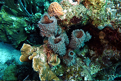 coral