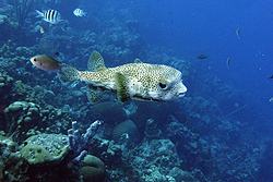 puffer fish