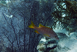 schoolmaster fish