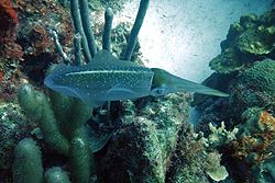 squid