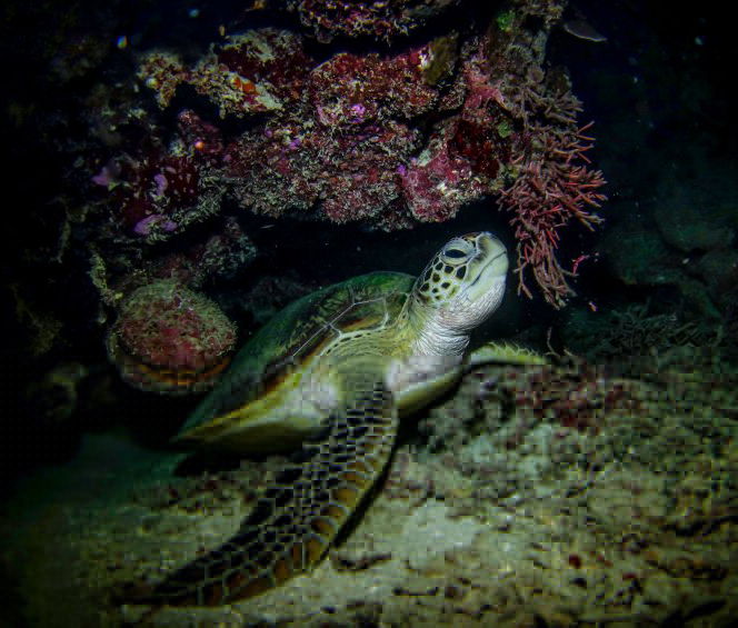 diving at night